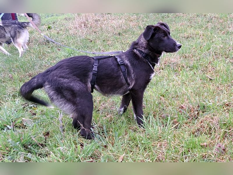 "Alina" super süße Retriever Mix Junghündin sucht ein Zuhause