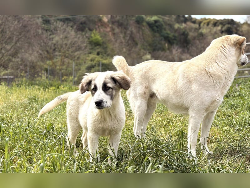 Hermine Mischlingshündin ca. 3 Monate alt in Griechenland