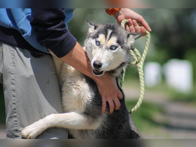 Celine Husky Hündin ca. 1,5 Jahre alt in Ungarn
