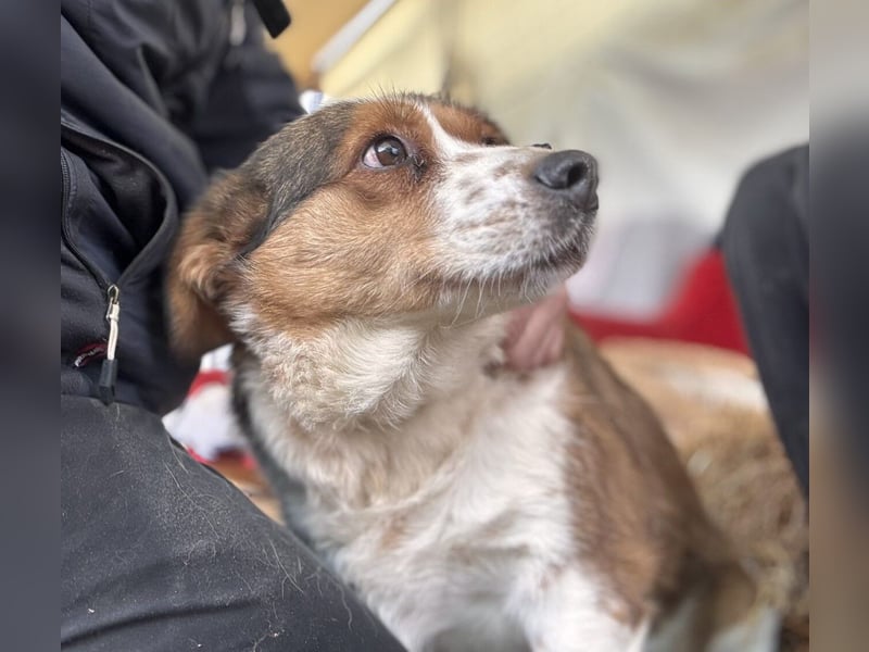 Babette Mischlingshündin ca. 4 Jahre alt in Ungarn