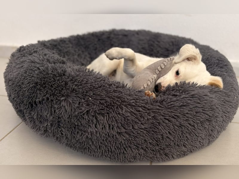 Elsa Kokonimix Hündin ca. 6 Monate alt in Griechenland