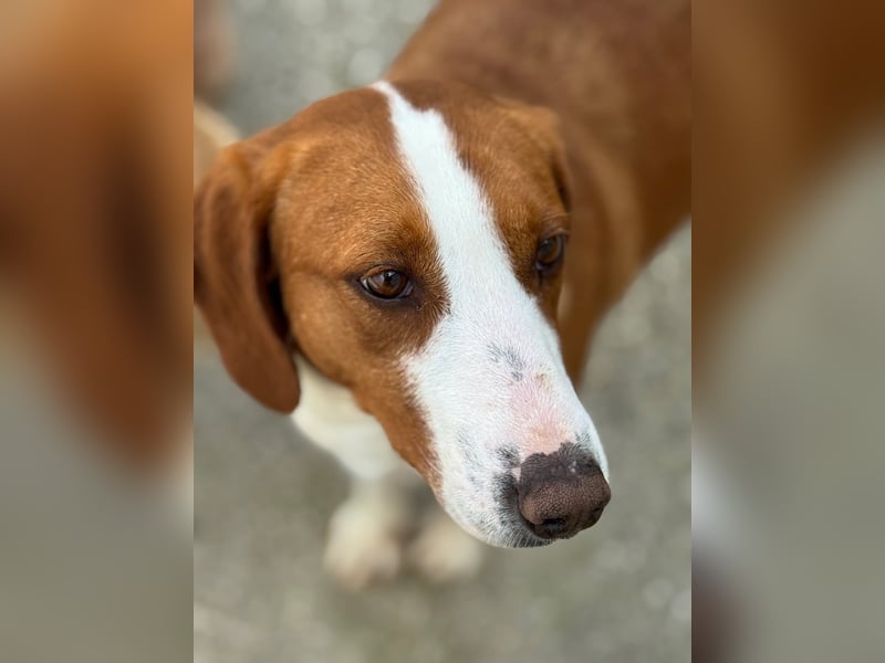 Selma Mischlingshündin ca. 2,8 Jahre alt in Griechenland