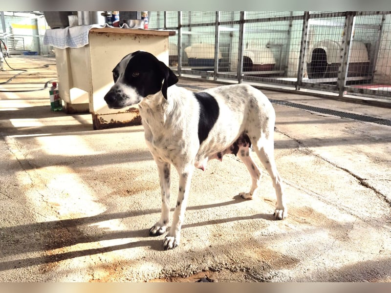 Nea Mischlingshündin ca. 5 Jahre alt in Griechenland