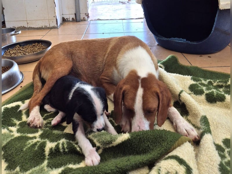 Selma Mischlingshündin ca. 2,8 Jahre alt in Griechenland