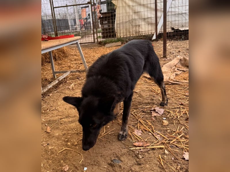 Maria Schäferhundmix-Hündin ca. 4,5 Jahre alt in Ungarn