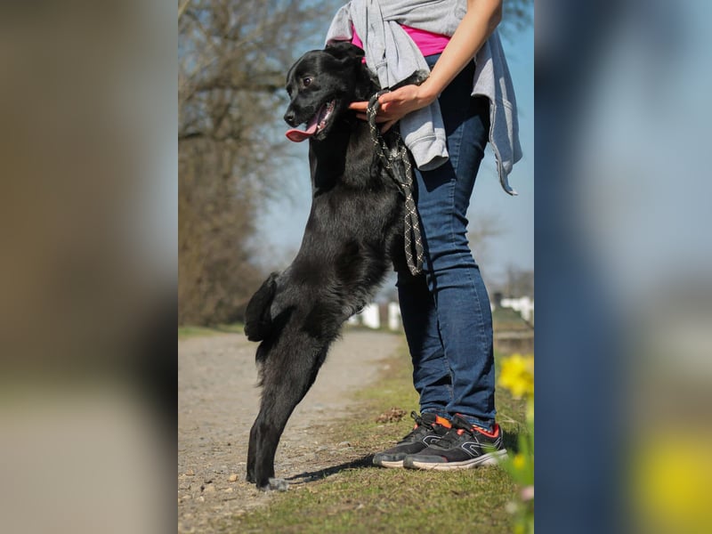 Tibike Mischlingsrüde ca. 1,5 Jahre alt in Ungarn