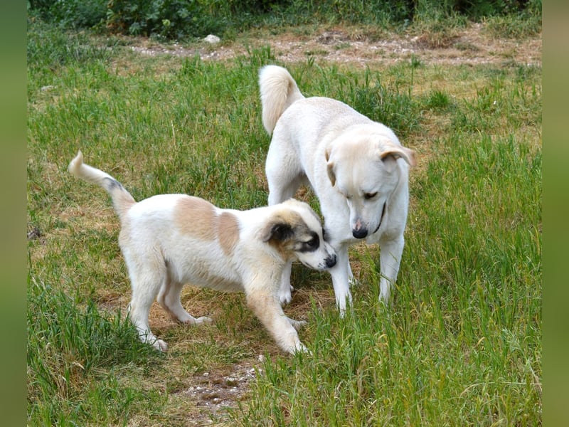 Hermine Mischlingshündin ca. 3 Monate alt in Griechenland