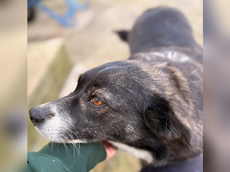 Agapi Mischlingshündin ca. 3 Jahre alt in Griechenland