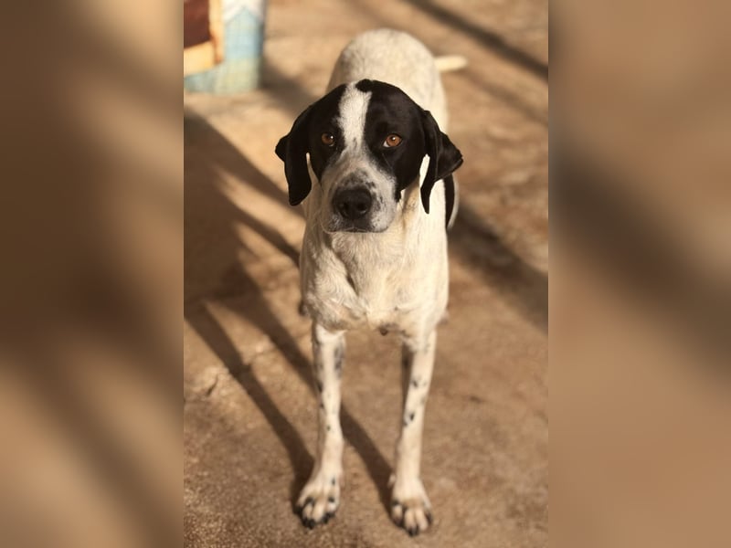 Nea Mischlingshündin ca. 5 Jahre alt in Griechenland