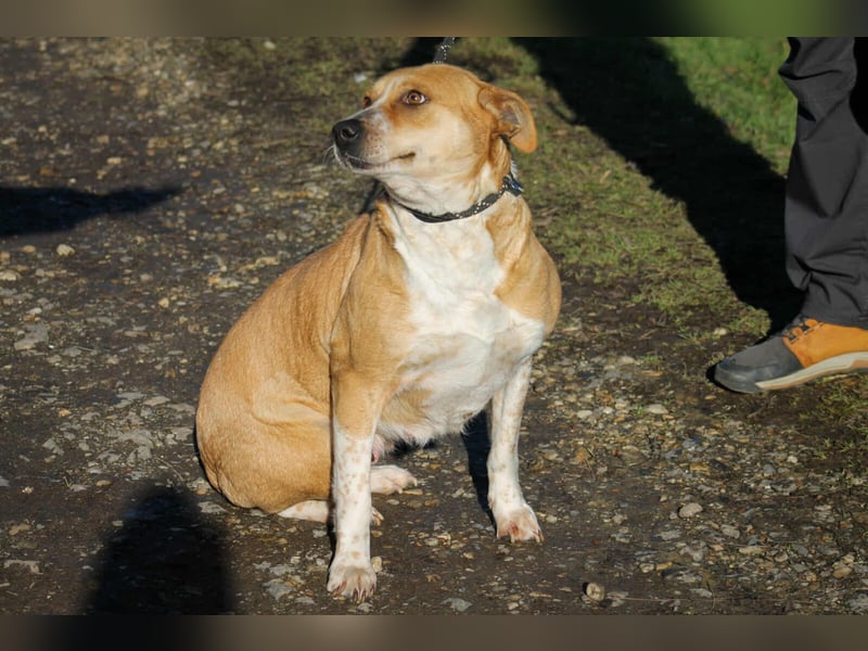 Thalia Mischlingshündin ca. 2,5 Jahre alt in Ungarn