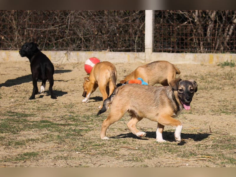Robi Mischlingsrüde ca. 1  Jahr alt in 72667 Schlaitdorf
