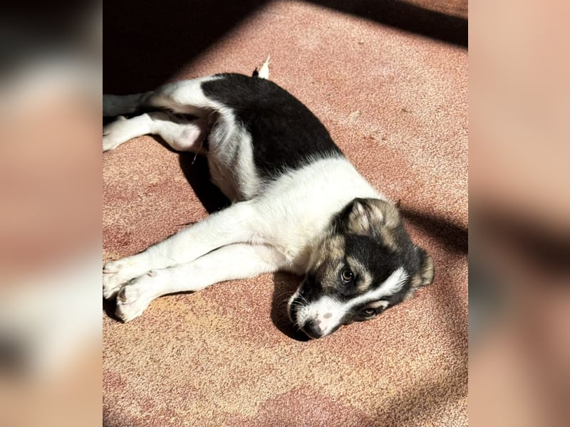 Leo Mischlingsrüde ca. 4 Monate alt in Griechenland