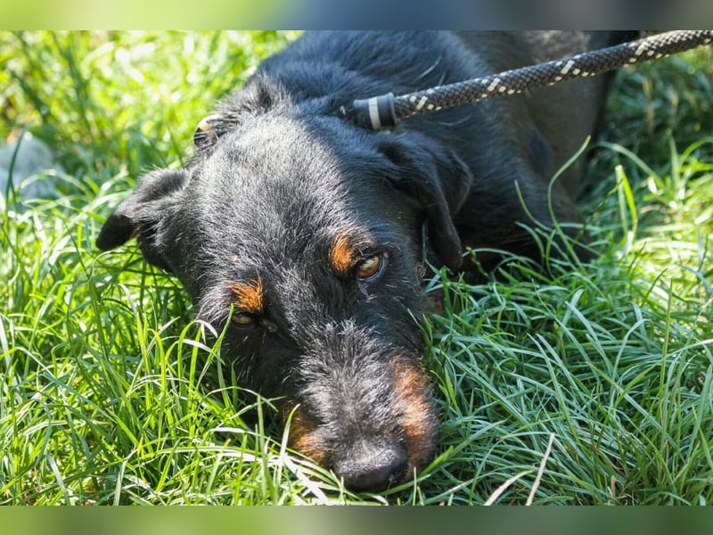 Jericho Terriermischling Rüde ca. 6 Jahre alt in Ungarn