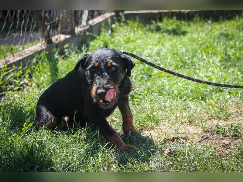Jericho Terriermischling Rüde ca. 6 Jahre alt in Ungarn