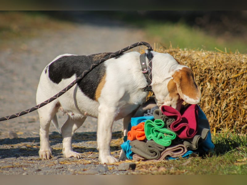 Alma Beagle Hündin ca. 6 Jahre alt in Ungarn