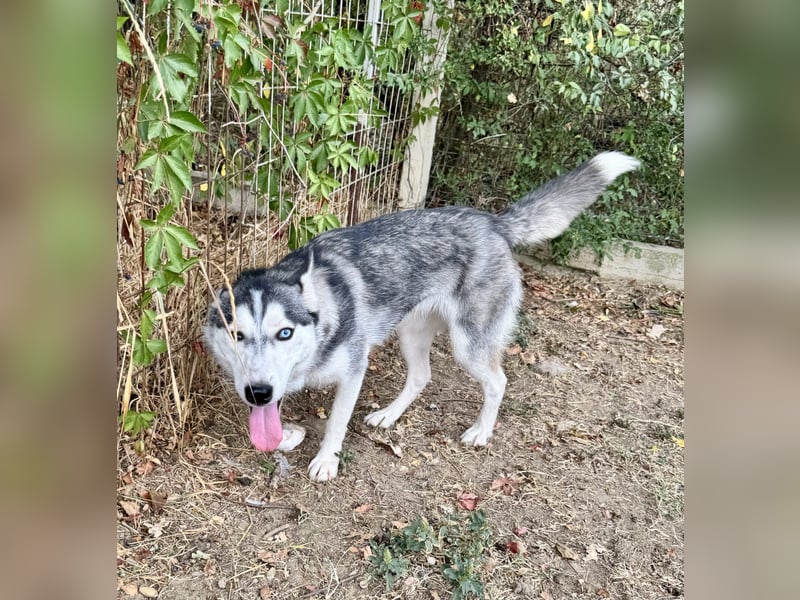 Celine Husky Hündin ca. 1,5 Jahre alt in Ungarn