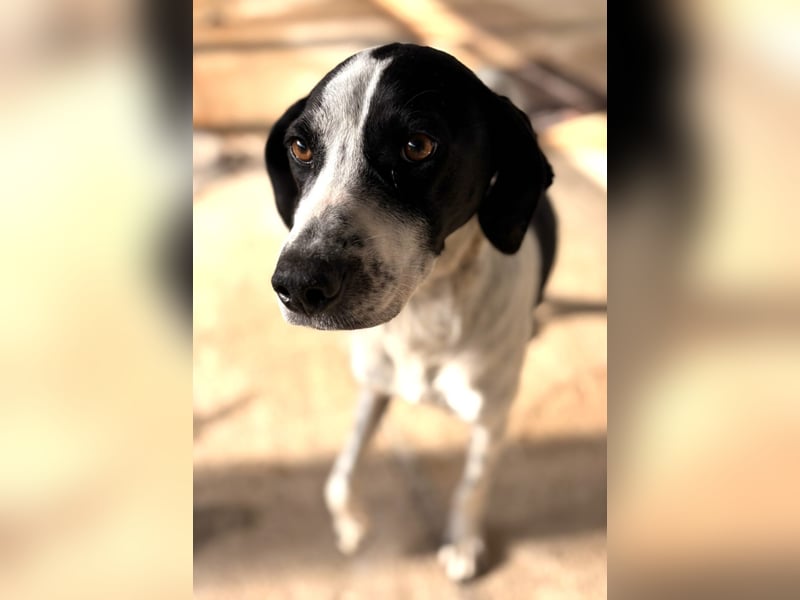 Nea Mischlingshündin ca. 5 Jahre alt in Griechenland