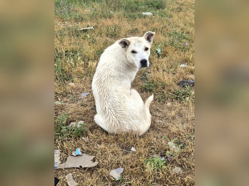 Sky liebe Mischlingshündin ca.1 Jahr alt in Griechenland