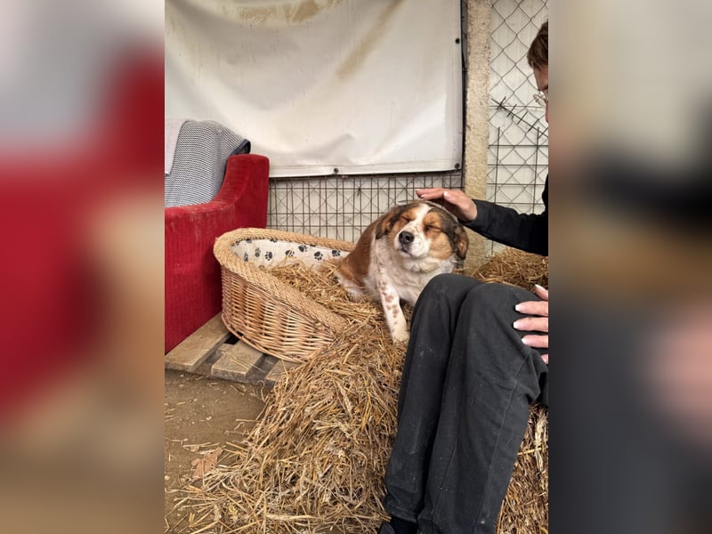 Babette Mischlingshündin ca. 4 Jahre alt in Ungarn