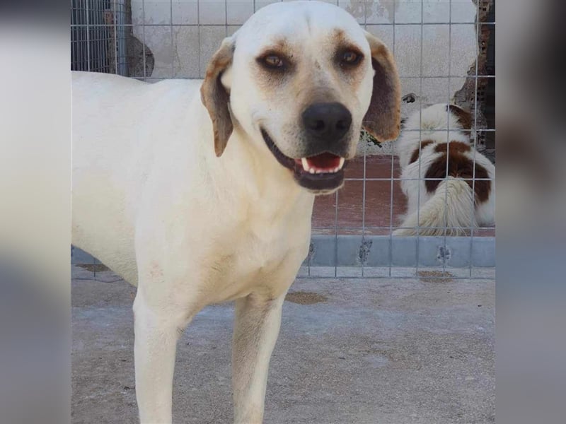 Sintos Mischlingsrüde ca. 4,5 Jahre alt in Griechenland