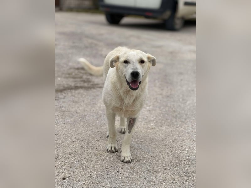 Sky liebe Mischlingshündin ca.1 Jahr alt in Griechenland