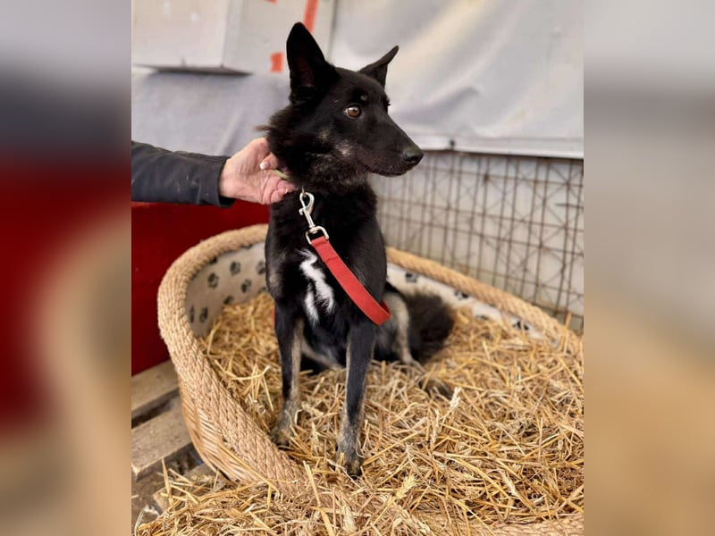 Maria Schäferhundmix-Hündin ca. 4,5 Jahre alt in Ungarn