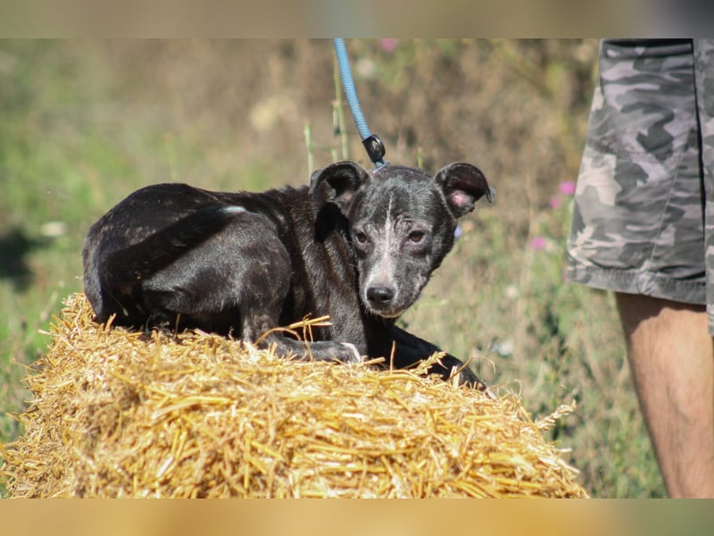 Dariuszina Mischlingshündin ca. 1,8 Jahre alt in Ungarn