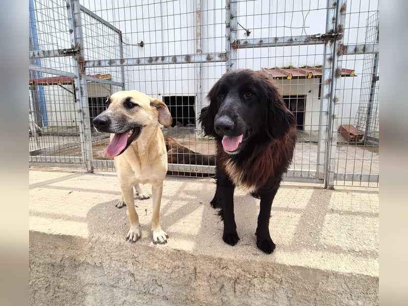 Mira Mischlingshündin ca. 2,5 Jahre alt in Griechenland