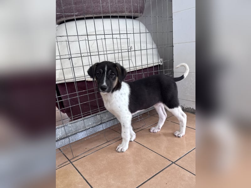 Nelly Mischlingshündin ca. 4 Monate alt in Griechenland