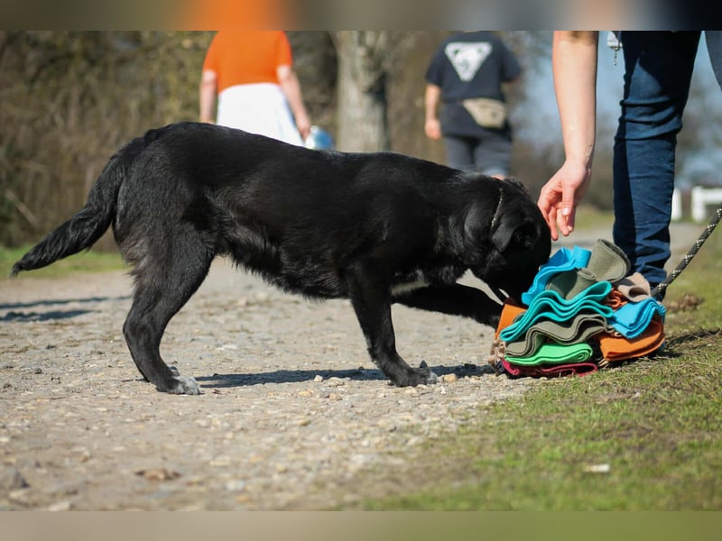 Tibike Mischlingsrüde ca. 1,5 Jahre alt in Ungarn