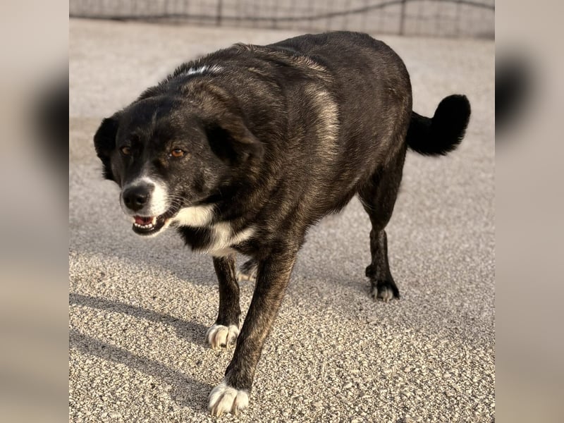 Agapi Mischlingshündin ca. 3 Jahre alt in Griechenland