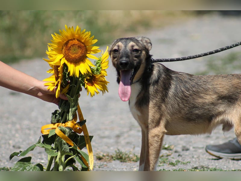 Robi Mischlingsrüde ca. 1  Jahr alt in 72667 Schlaitdorf