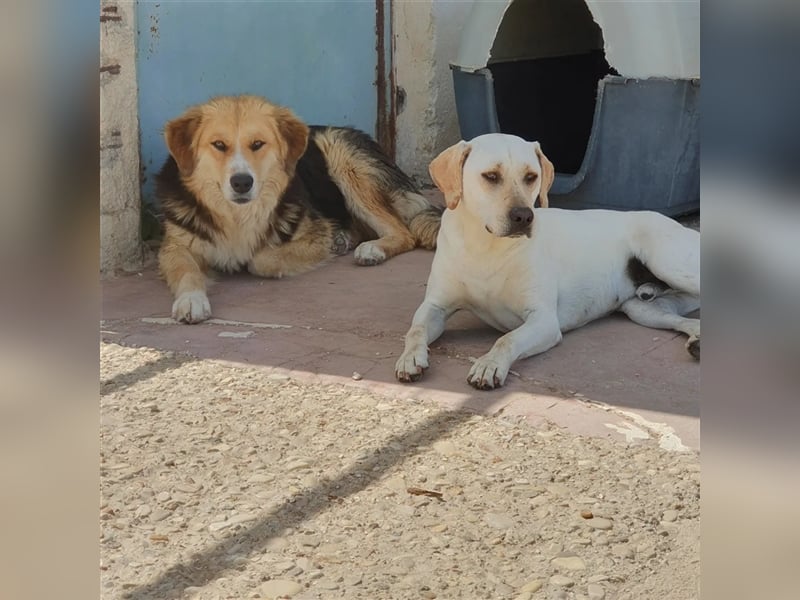 Sintos Mischlingsrüde ca. 4,5 Jahre alt in Griechenland