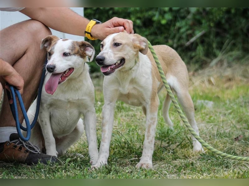 Tofu Mischlingshündin ca. 1,3 Jahre alt in Ungarn