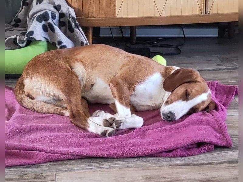 Selma Mischlingshündin ca. 3,5 Jahre alt in 72760 Reutlingen