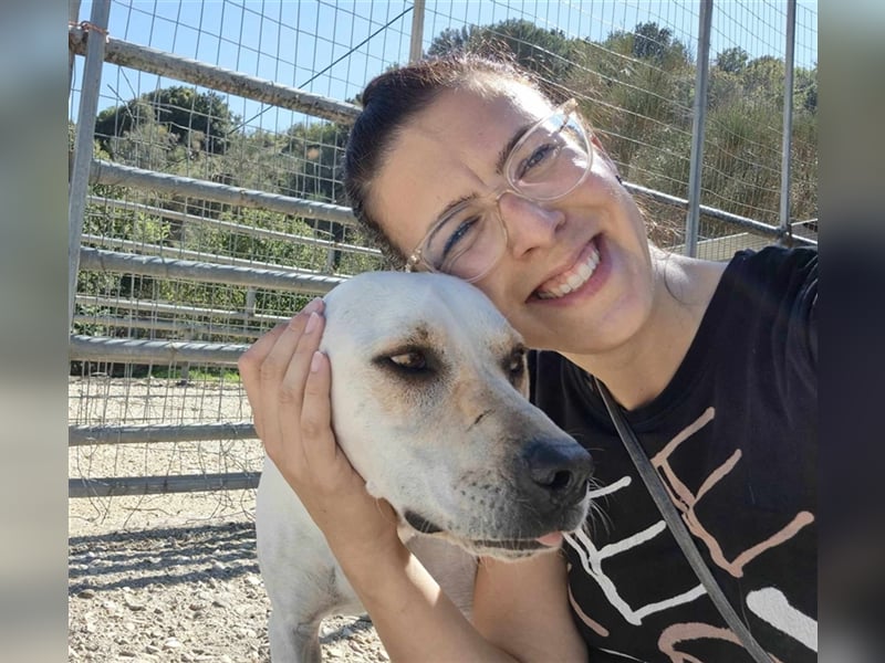 Sintos Mischlingsrüde ca. 4,5 Jahre alt in Griechenland