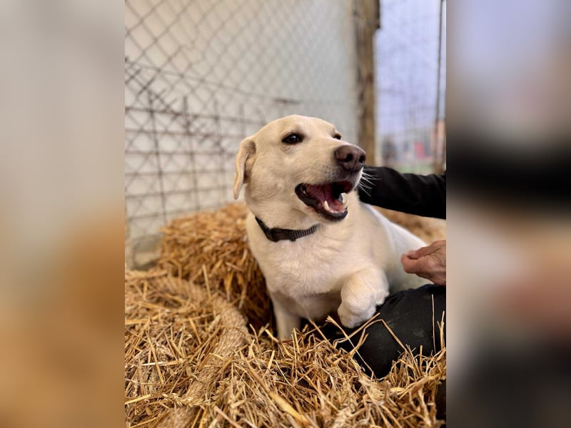 William Labradormix Rüde ca. 3,5 Jahre alt in Ungarn