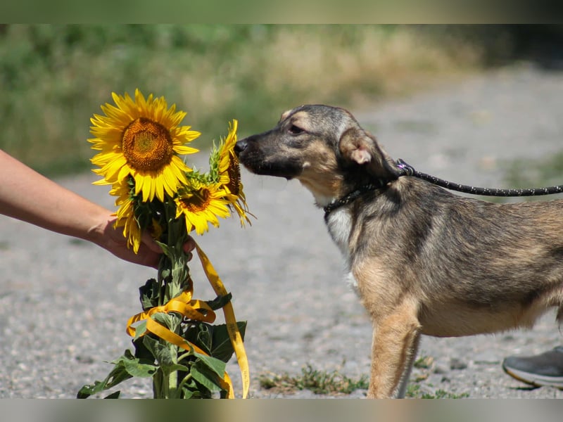 Robi Mischlingsrüde ca. 1  Jahr alt in 72667 Schlaitdorf