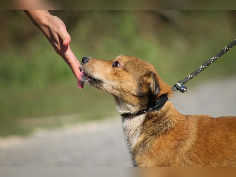 Ricky Mischlingsrüde ca. 3 Jahre alt in Ungarn