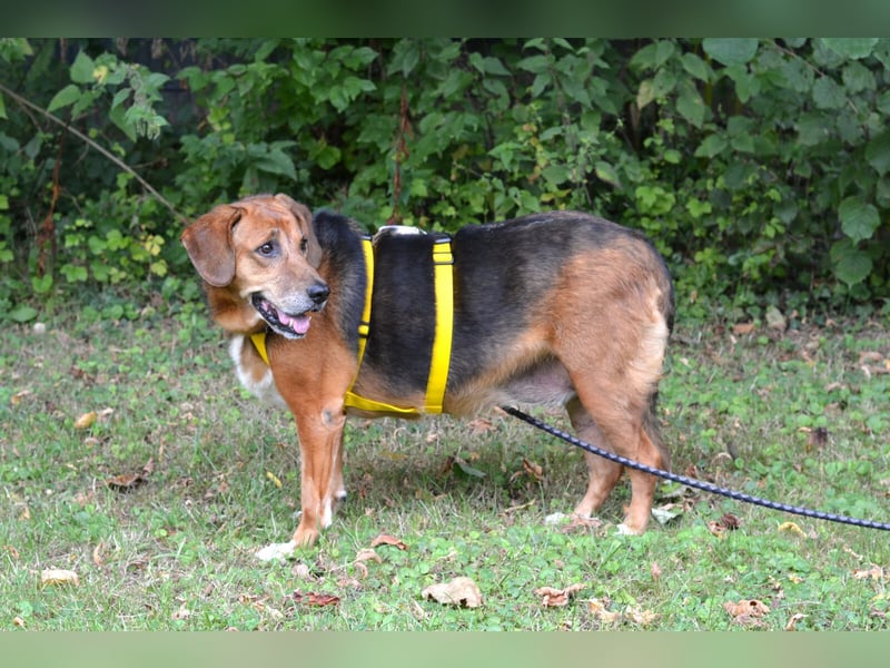 Perla Mischlingshündin ca. 8 Jahre alt in 34613 Schwalmstadt Perla Mischlingshündin ca. 8 Jahre alt in 34613 Schwalmstadt