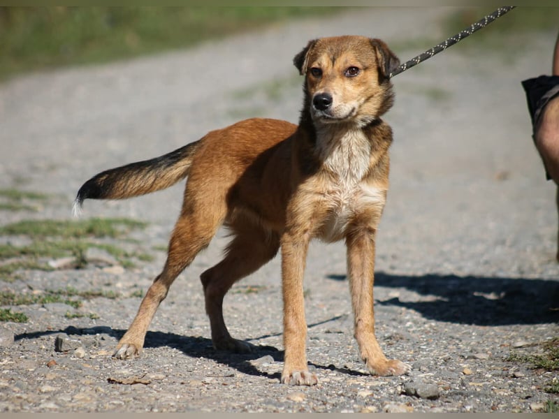 Ricky Mischlingsrüde ca. 3 Jahre alt in Ungarn
