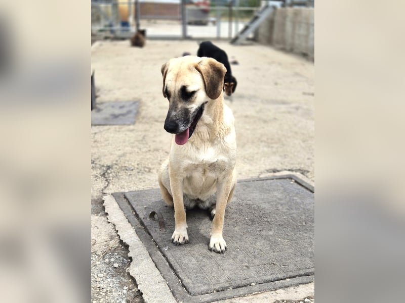 Mira Mischlingshündin ca. 2,5 Jahre alt in Griechenland