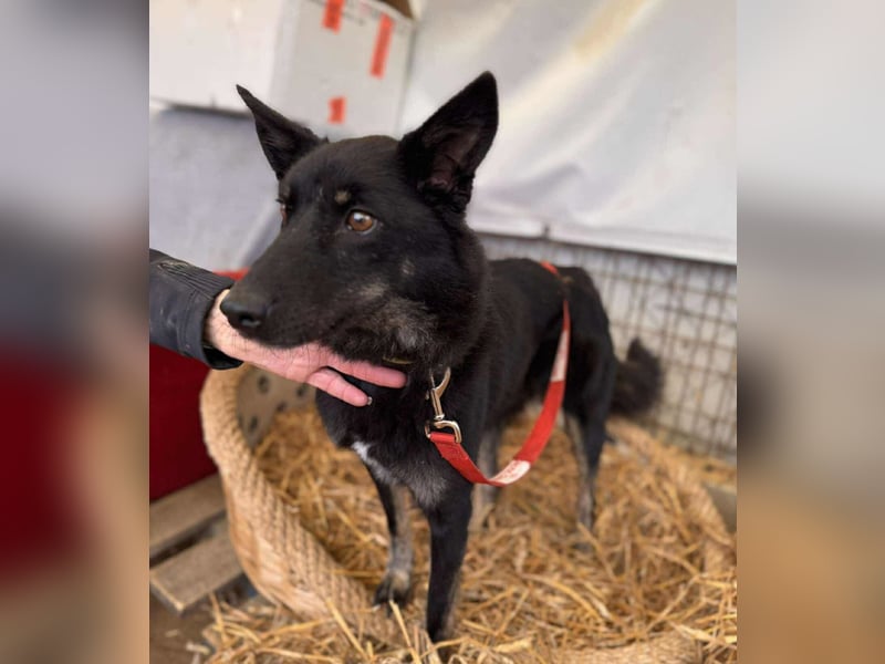 Maria Schäferhundmix-Hündin ca. 4,5 Jahre alt in Ungarn