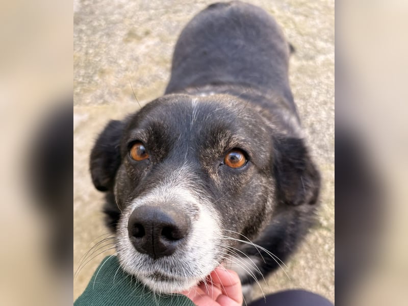 Agapi Mischlingshündin ca. 3 Jahre alt in Griechenland