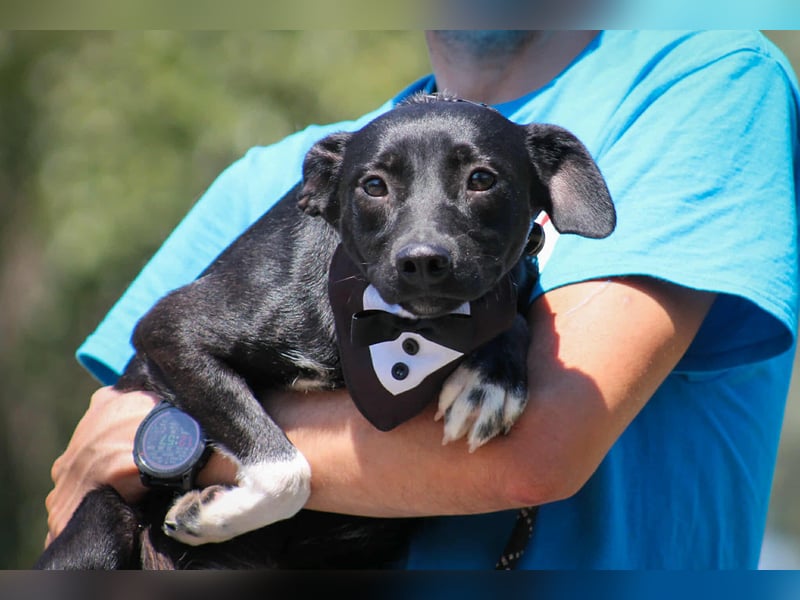 Toboz Mischlingsrüde ca. 1 Jahr alt in Ungarn