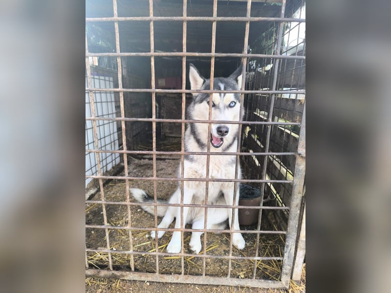 Celine Husky Hündin ca. 1,5 Jahre alt in Ungarn