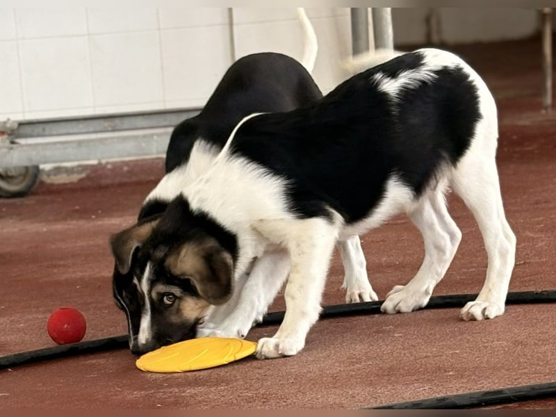 Leo Mischlingsrüde ca. 4 Monate alt in Griechenland