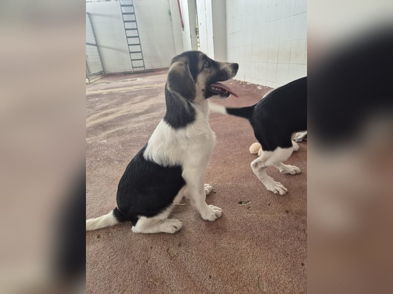 Leo Mischlingsrüde ca. 4 Monate alt in Griechenland