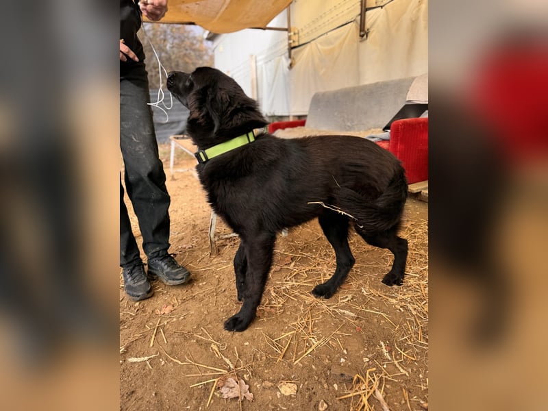 Serius Mischlingsrüde ca. 6 Monate alt in Ungarn