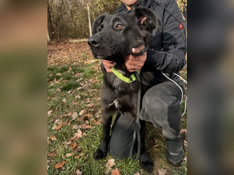 Serius Mischlingsrüde ca. 6 Monate alt in Ungarn